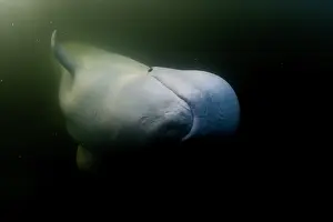 Arctic Ocean Prints: Beluga whale (Delphinapterus leucas) underwater, portrait, Hudson Bay, Canada