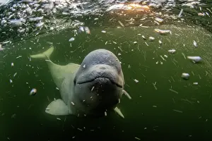 Arctic Ocean Prints: Beluga whale (Delphinapterus leucas) underwater surrounded by bubbles, Hudson Bay, Canada