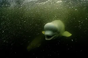 Arctic Ocean Prints: Beluga whale (Delphinapterus leucas) underwater surrounded by bubbles, Hudson Bay, Canada