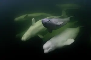 Arctic Ocean Prints: Beluga whales (Delphinapterus leucas) with a calf swimming underwater, Hudson Bay, Canada