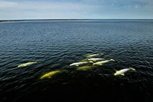 Elevated View Prints: Beluga whales (Delphinapterus leucas) pod