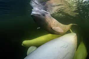 Arctic Ocean Prints: Beluga whales (Delphinapterus leucas) pod with calf underwater