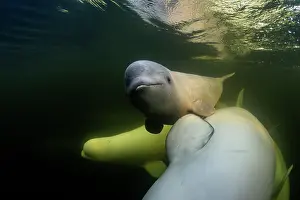Beluga whales (Delphinapterus leucas) pod with calf underwater, Hudson Bay, Manitoba, Canada