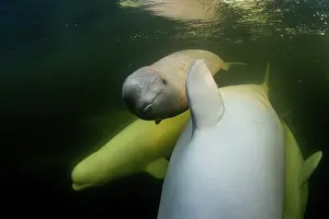 Arctic Ocean Prints: Beluga whales (Delphinapterus leucas) pod with calf underwater