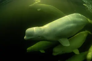 Arctic Ocean Prints: Beluga whales (Delphinapterus leucas) pod underwater, Hudson Bay, Manitoba, Canada