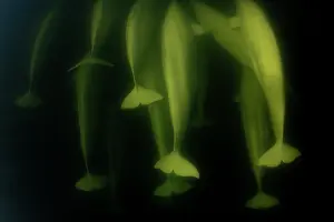 Arctic Ocean Prints: Beluga whales (Delphinapterus leucas) pod underwater, Hudson Bay, Manitoba, Canada