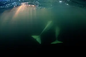 Arctic Ocean Prints: Two Beluga whales (Delphinapterus leucas) swimming in sun rays close to the surface