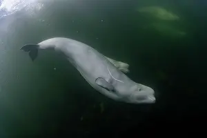 Arctic Ocean Prints: Beluga whales (Delphinapterus leucas) swimming underwater, Hudson Bay, Canada
