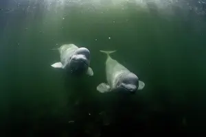 Arctic Ocean Prints: Beluga whales (Delphinapterus leucas) swimming underwater, Hudson Bay, Canada