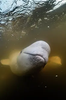 Manitoba Prints: Beluga whales (Delphinapterus leucas) underwater, Churchill River, Manitoba, Canada