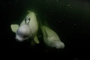 Arctic Ocean Prints: Two Beluga whales (Delphinapterus leucas) underwater