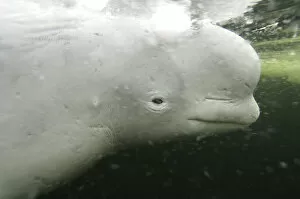 Whales Gallery: Beluga / White whale {Delphinapterus leucas} White sea, Russia, Captive
