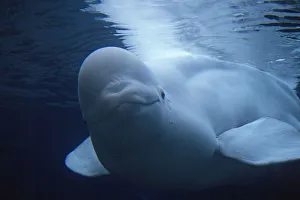 Beluga / White Whale (Delphinapterus leucas) near sea surface. Canadian Arctic, summer