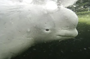 Faces Prints: Beluga / White whale {Delphinapterus leucas} White sea, Russia, Captive