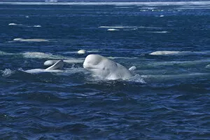 Whales Gallery: Beluga / White whale at sea surface {Delphinapterus leucas} arctic Canada
