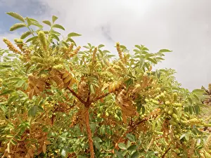 Botanical Garden Prints: Bencomia (Bencomia exstipulata) flowering in El Portillo Botanical Garden