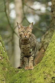 Bengal cat up a tree