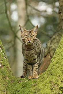 Images Dated 27th March 2014: Bengal cat up a tree