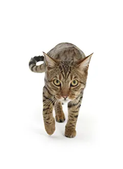Images Dated 27th March 2014: Bengal male cat stalking