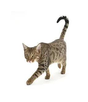 Images Dated 27th March 2014: Bengal male cat stalking