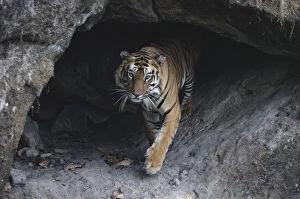 Bengal tiger inside cool cave (Panthera tigris tigris}, Bandhavgarh, India