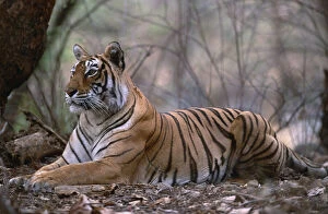 Flick Solitaire - Nick Garbutt Collection: Bengal tiger {Panthera t tigris} female resting in forest, Bandhavgarh NP, Madhya Pradesh, India