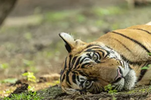 Bengal tiger (Panthera tigris), resting, Ranthambore National Park, India