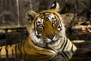 Bengal tiger (Panthera tigris) cooling down in waterhole, portrait