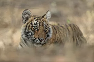 Images Dated 21st September 2018: Bengal Tiger (Panthera tigris) cub, low angle, Ranthambhore National Park, India