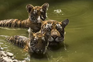 Images Dated 14th June 2019: Bengal tiger (Panthera tigris) female and cubs swimming in pond. Ranthambore National Park, India
