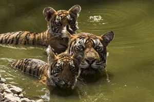 Bengal tiger (Panthera tigris) female and cubs swimming in pond. Ranthambore National Park, India