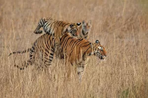 Carnivora Gallery: Bengal Tiger (Panthera tigris) six month old cub jumping on its mother