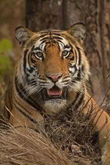 Images Dated 14th June 2019: Bengal tiger (Panthera tigris), portrait