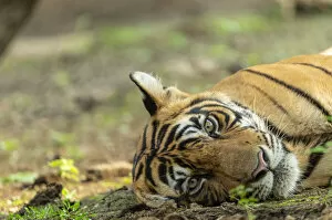 Tigers Gallery: Bengal tiger (Panthera tigris), resting, Ranthambore National Park, India