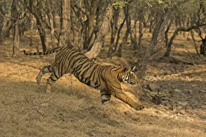 Tigers Gallery: Bengal tiger (Panthera tigris) running down slope. Ranthambore National Park, India