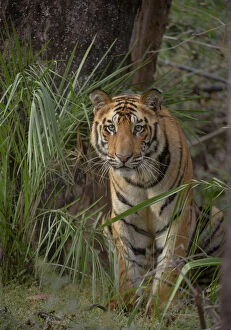Tigers Gallery: Bengal Tiger (Panthera tigris) sub-adult, approximately 17-19 months old, amongst forest vegetation