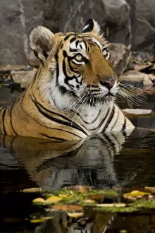 Images Dated 14th June 2019: Bengal tiger (Panthera tigris) submerged in water. Ranthambore National Park, India