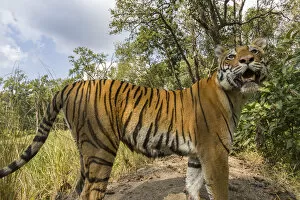 2019 August Highlights Gallery: Bengal tiger (Panthera tigris tigirs) tigress, stopping due to sound from camera while patrolling