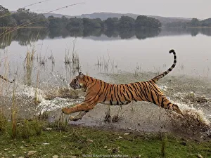 Bengal tiger (Panthera tigris) tigress Arrowhead running through water