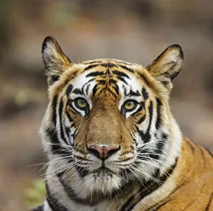 Tigers Gallery: Bengal tiger (Panthera tigris tigris) female head portrait, Bandhavgarh National