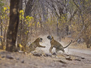 Adult Gallery: Bengal Tiger (Panthera tigris tigris) mother and adolescent daughter fighting, Ranthambhore NP