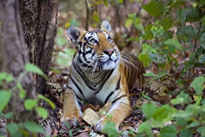 Axel Gomille Gallery: Bengal tiger (Panthera tigris tigris), female resting and looking up Kanha National Park