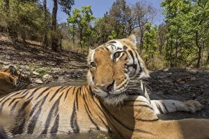 Bengal tiger (Panthera tigris tigris) dominant male (T29) and resident female (T27)