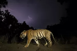 Dramatic Nature Gallery: Bengal tiger (Panthera tigris tigris) walking at night dominant male (T29)