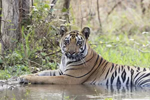 Bengal tiger (Panthera tigris tigris) cooling down in artificial water hole, portrait