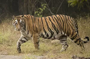 Images Dated 15th April 2020: Bengal tiger (Panthera tigris tigris) profile walking, looking for prey
