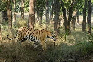 Images Dated 26th August 2020: Bengal tiger (Panthera tigris tigris) female walking through sal (Shorea robusta) forest