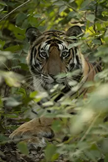 Images Dated 15th April 2020: Bengal tiger (Panthera tigris tigris) male resting in undergrowth, portrait
