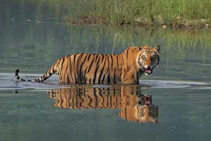Aggression Gallery: Bengal tiger (Panthera tigris tigris) walking through river, snarling, Bardia National Park