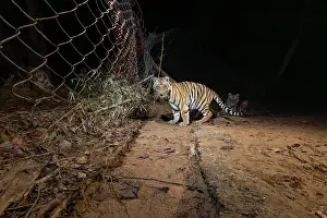 Wire Fences Prints: Bengal tiger (Panthera tigris tigris) cubs crossing metal fence seperating core zone from buffer zone at night